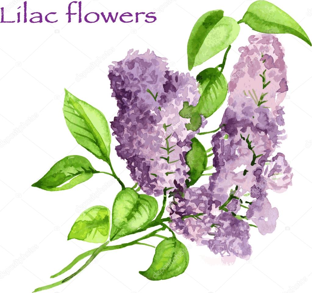 Blooming lilac branch pattern. Pink and violet watercolor flowers isolated on white background. Floral pattern.