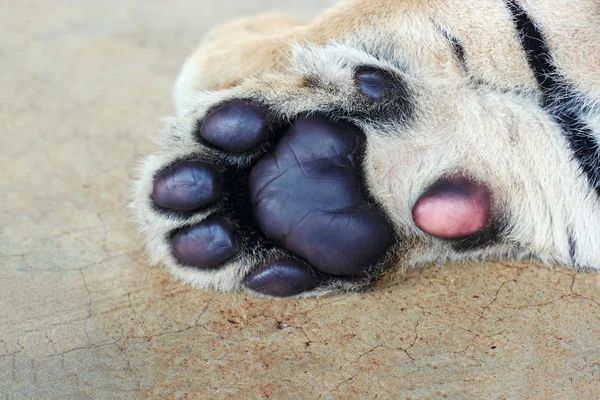 Tiger cub paw. Cute tiger paws close-up. — Stock Photo, Image