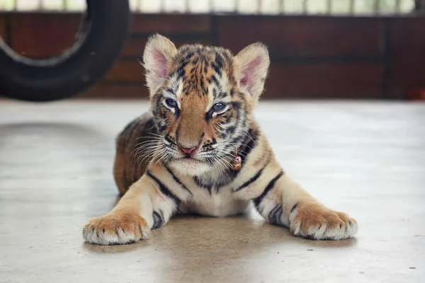 Sleepy cute baby tiger. Small tiger cub. Funny baby tiger. — Stock Photo, Image