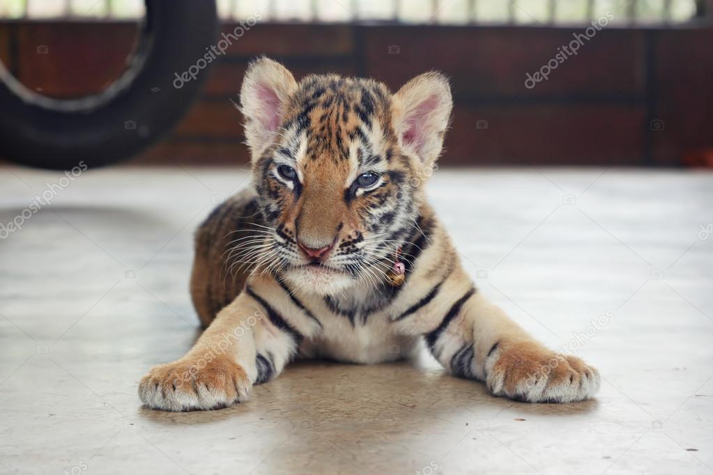 Sleepy cute baby tiger. Small tiger cub. Funny baby tiger.