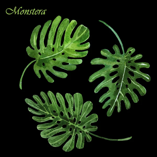Monstera växt blad isolerade på mörk bakgrund akvarell sjuk — Stockfoto