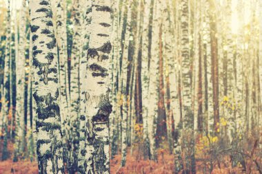 Sonbahar orman sahne ile gol illumining sıcak ışık ışınları