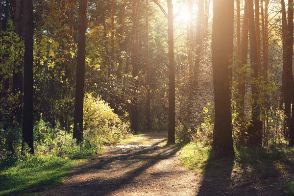 Autumn forest scenery with rays of warm light illumining the gol