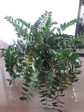 Zamioculcas zamiifolia. Bereketli bitki. Venezuela