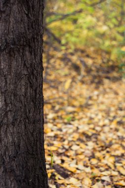 sonbahar orman içinde ağaç arka plan görüntüsü