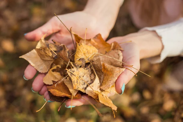 Ragazza che tiene foglie gialle — Foto Stock