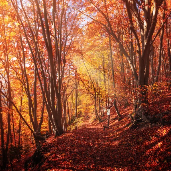 Kolorowe drzewa w jesiennym lesie Zdjęcie Stockowe