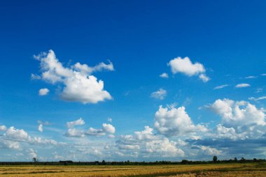 Bir limon yarım limon Beyaz arka planda