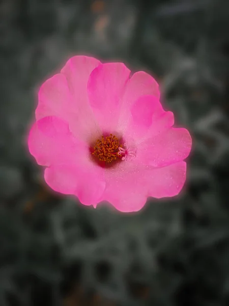 ミニ植物と青の背景 — ストック写真