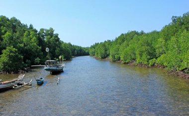 Balıkçı teknesi ya da kanosu olan bir nehirdeki Mangrove ormanı.