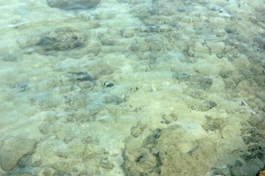 Beyaz mercan veya resifli Deniz Suyu