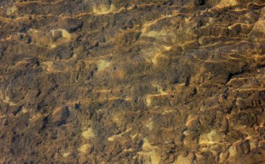 Beyaz mercan veya resif 2 ile Deniz veya Nehir Suyu