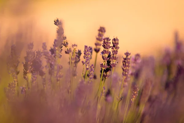 Polen Malopolska Lavendelplantage — Stockfoto