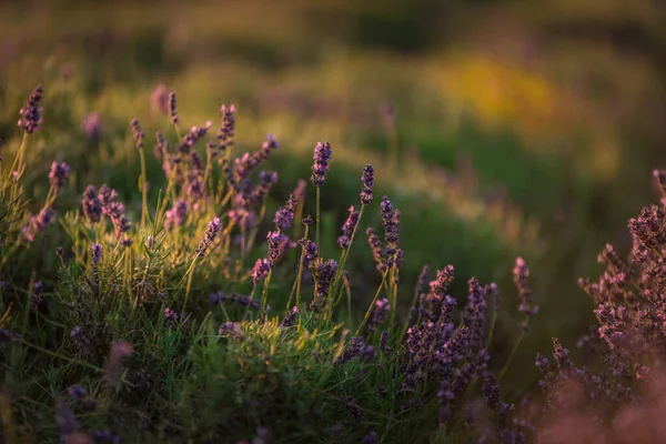 Polen Malopolska Lavendelplantage — Stockfoto