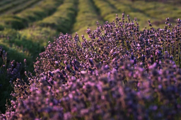 Polen Malopolska Lavendelplantage — Stockfoto