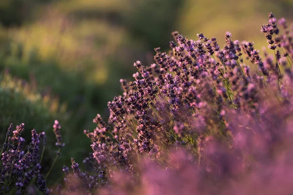 Polen Malopolska Lavendelplantage — Stockfoto
