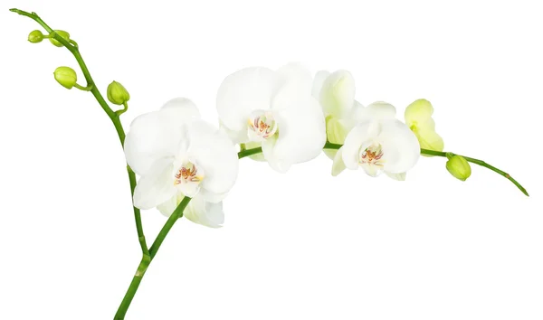 Orquídea aislada sobre fondo blanco con ruta de clip — Foto de Stock