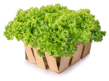 Sepette Beyaz arka plan üzerinde izole yeşil salata