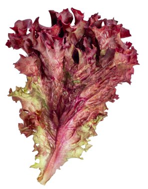 Beyaz arka plan üzerinde izole lollo rosso marul yaprağı