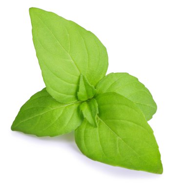 Fesleğen beyaz arkaplanda izole edildi