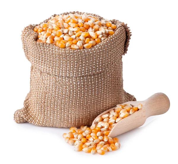Maïs in jute zak met houten lepel geïsoleerd op wit — Stockfoto