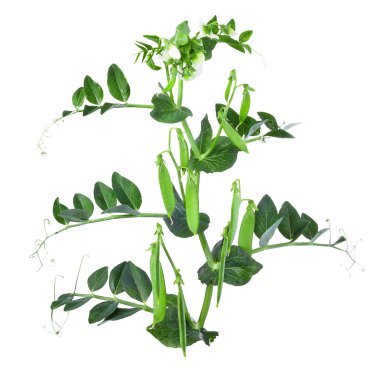 Beyaz bir arka plan üzerinde izole genç yeşil bezelye Şubesi