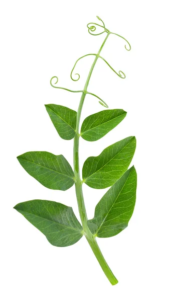 Pea blad med klänge isolerad på vit — Stockfoto