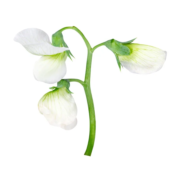 Kwiat grochu białego — Zdjęcie stockowe