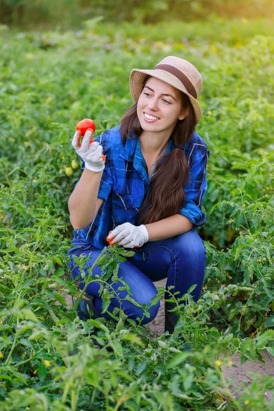 Donna che raccoglie pomodori freschi — Foto Stock