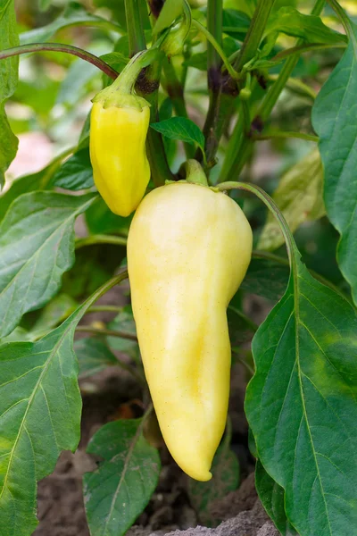 Желтый перец растет в саду — стоковое фото