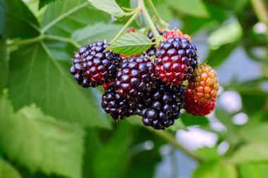 Seçici odak ile bahçede Böğürtlen çalı