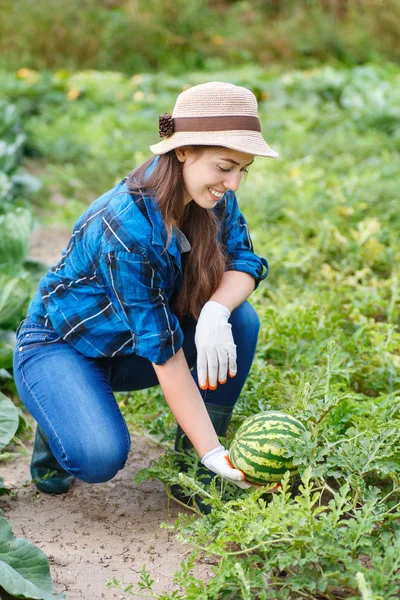 Donna che raccoglie angurie nel campo — Foto Stock