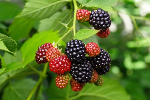 Blackberry bush with selective focus — Stock Photo, Image