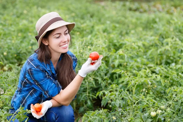 Wanita panen tomat di lapangan — Stok Foto
