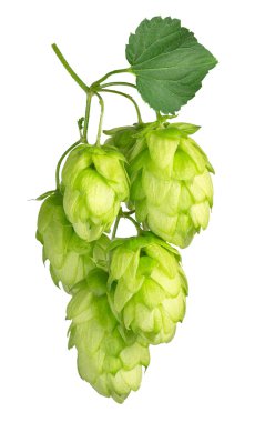 Beyaz arkaplanda izole edilmiş Hops