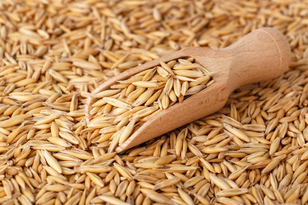 Natural oat grains with husk — Stock Photo, Image