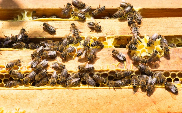 bees work on honey frames top view