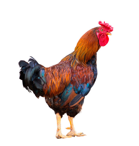 rooster isolated on white 