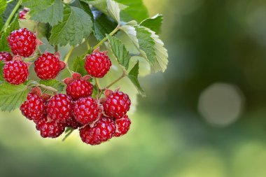 yeşil arka planda olgun kırmızı ahududular