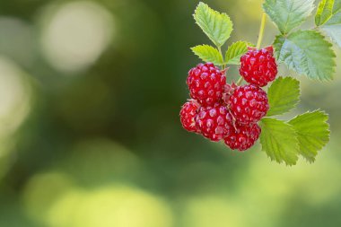 Çalının üzerinde olgun kırmızı ahududu dalı