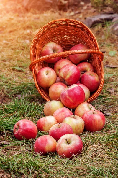Яблоки разбросаны из корзины — стоковое фото