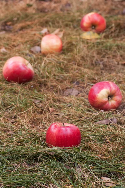 Яблоки, разбросанные по сухой траве — стоковое фото