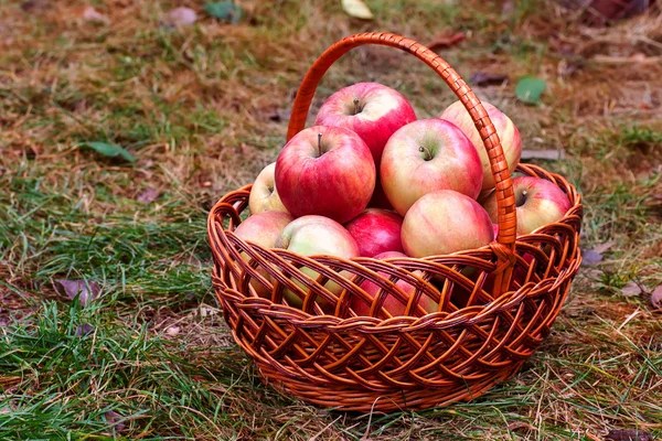 Big red apples in the basket Royalty Free Stock Photos