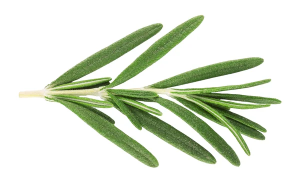 Sprig of fresh rosemary isolated on white — Stock Photo, Image