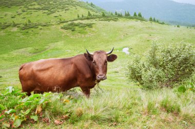 Bir kahverengi inek otlatma