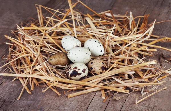 Quail eggs in straw nest — Stock Photo, Image