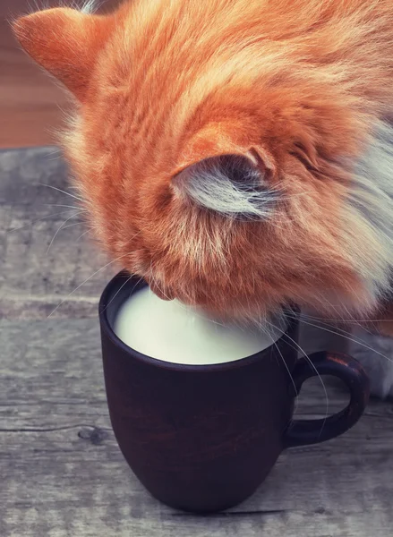 Ginger cat drinking milk from a cup — Stock Photo, Image