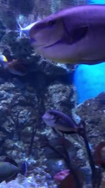 Su altı dünyasının güzel sıradışı sakinleri