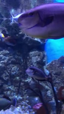 Su altı dünyasının güzel sıradışı sakinleri