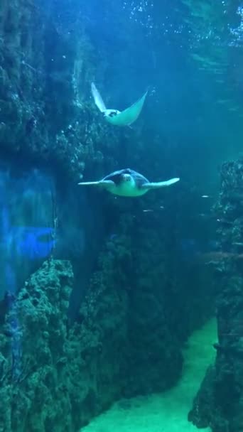 Schöne Ungewöhnliche Bewohner Der Unterwasserwelt — Stockvideo